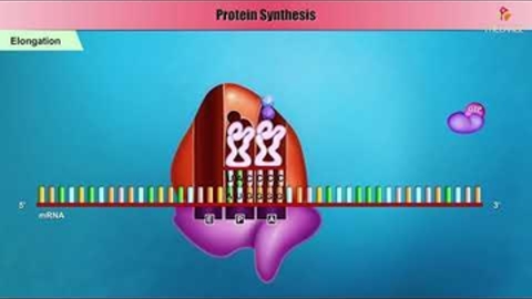 Initiation, Elongation and Termination