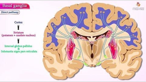 Neuroanatomy Animations