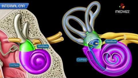 Cochlear component, Vestibular component, Semi-circular component - Animation