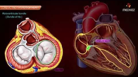 Sinoatrial node, AV Node, Bundle of His, Purkinje fibers Animation