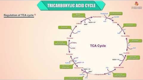 Citric acid cycle Animation