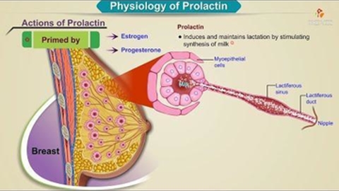 Physiology of prolactin Animation